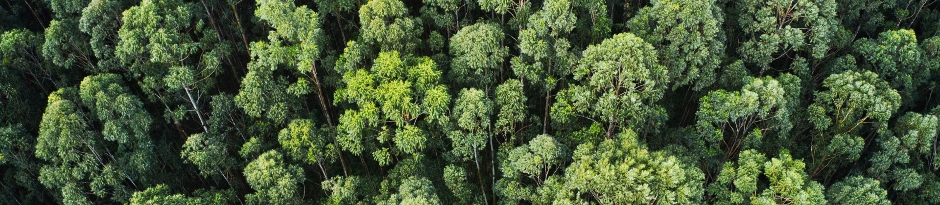 Forêt